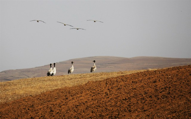 拼多多补单软件