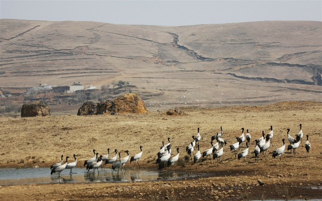拼多多补单软件