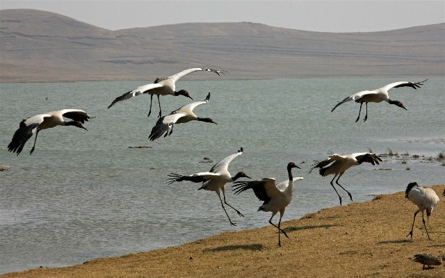 拼多多补单软件