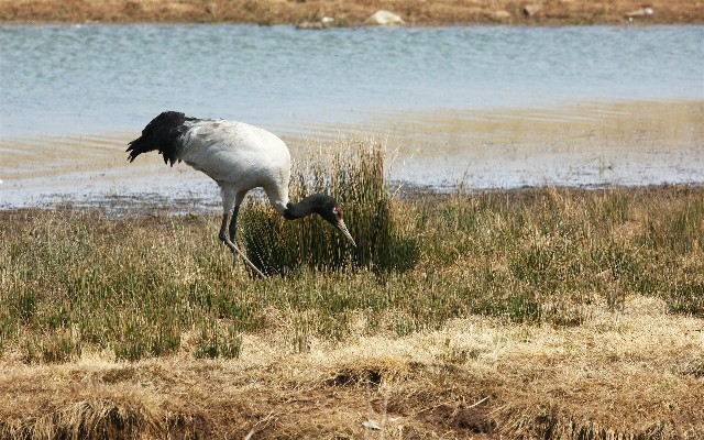 拼多多补单软件