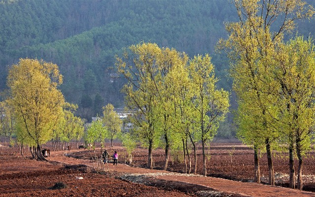 拼多多补单软件