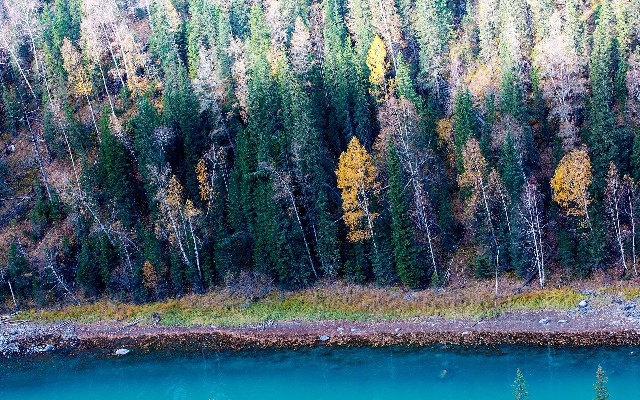 拼多多补单软件