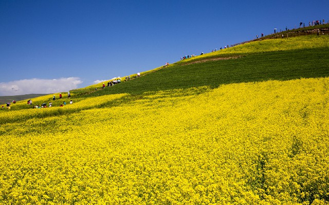 拼多多补单软件