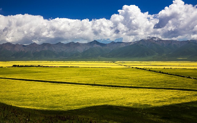 拼多多补单软件