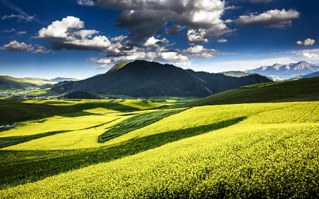 拼多多补单软件