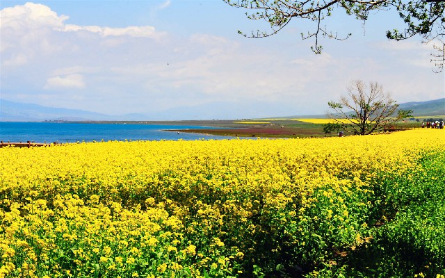 拼多多补单软件