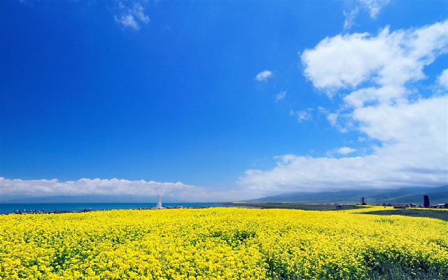 拼多多补单软件