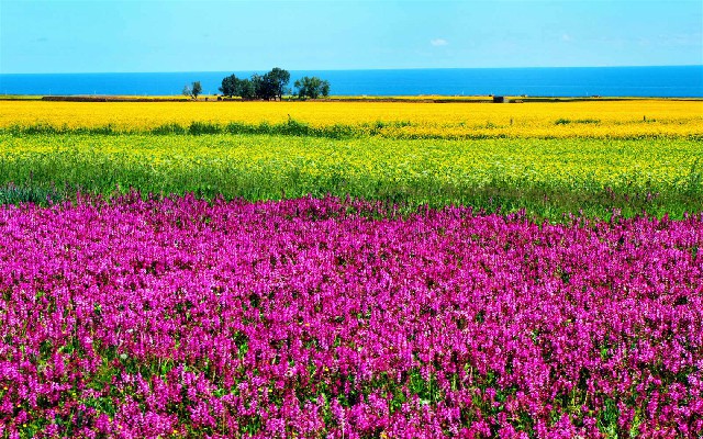 拼多多补单软件