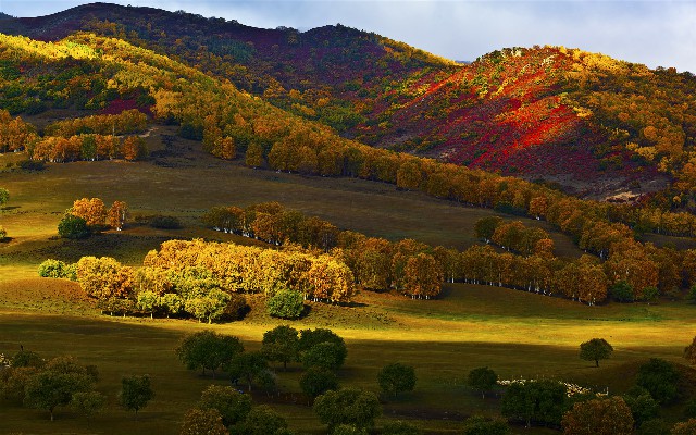 拼多多补单软件