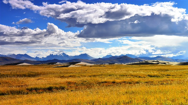 拼多多补单软件