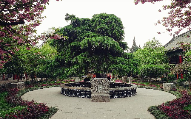 拼多多补单软件